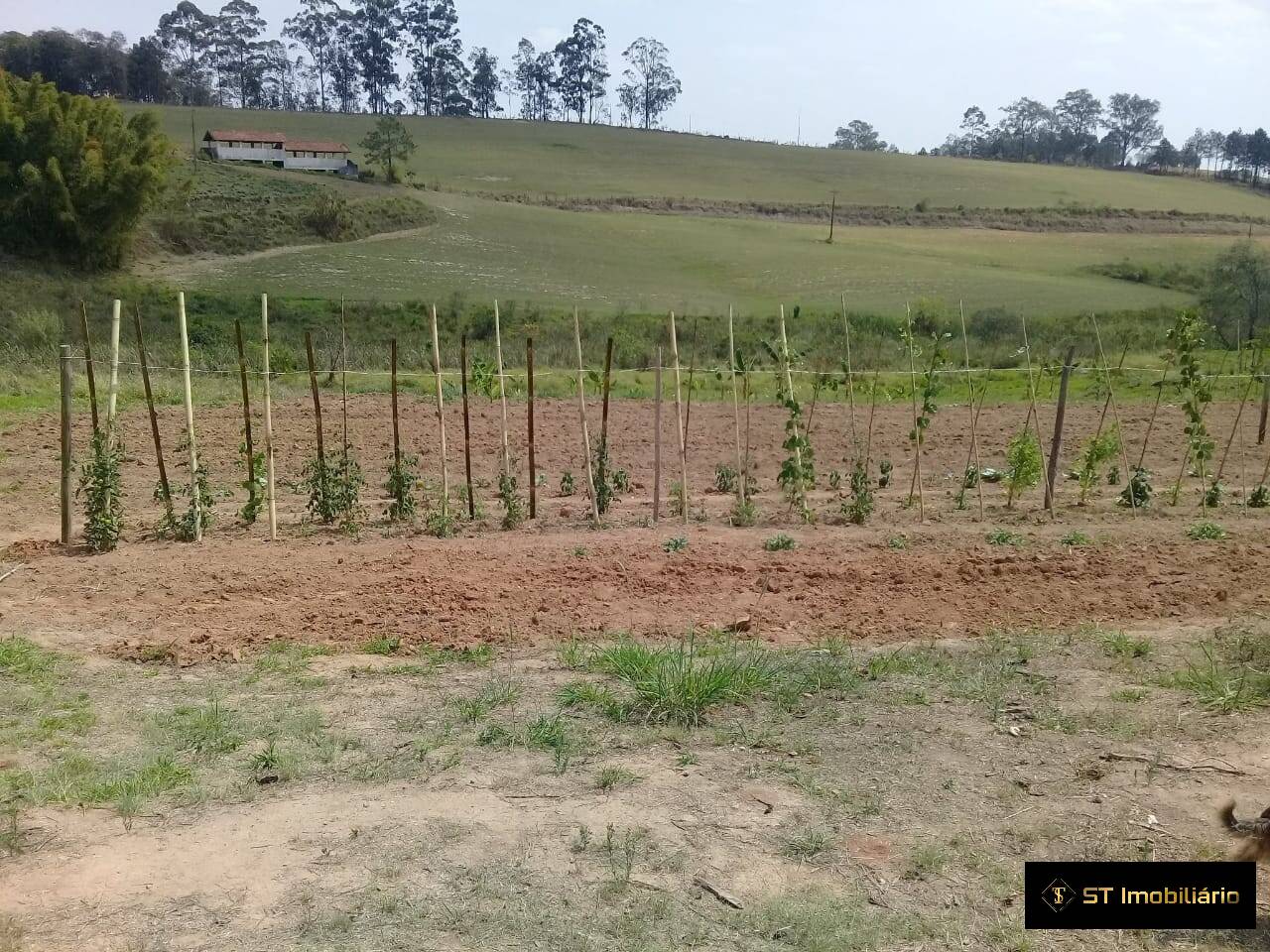 Sítio à venda com 5 quartos, 450m² - Foto 7