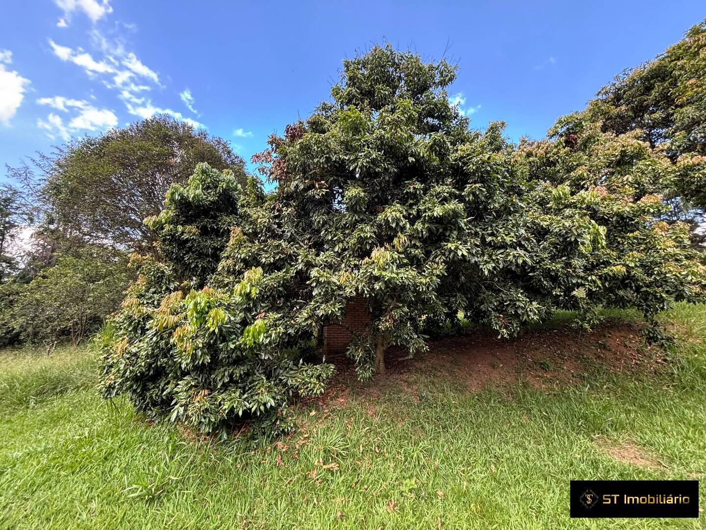 Sítio, 3 quartos, 3 hectares - Foto 20