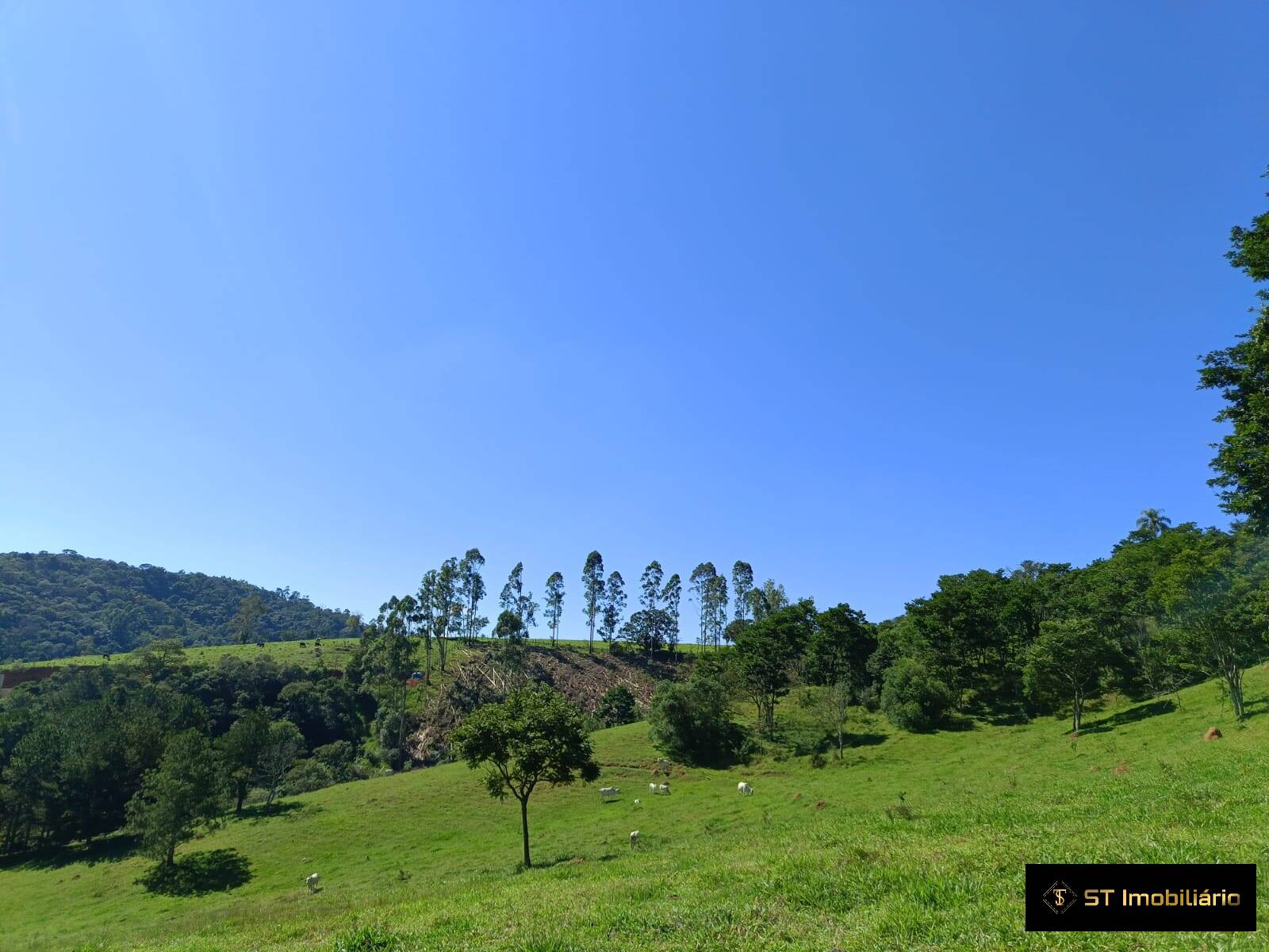 Terreno, 2 hectares - Foto 8