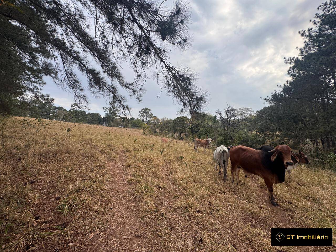 Sítio, 4 quartos, 19 hectares - Foto 8