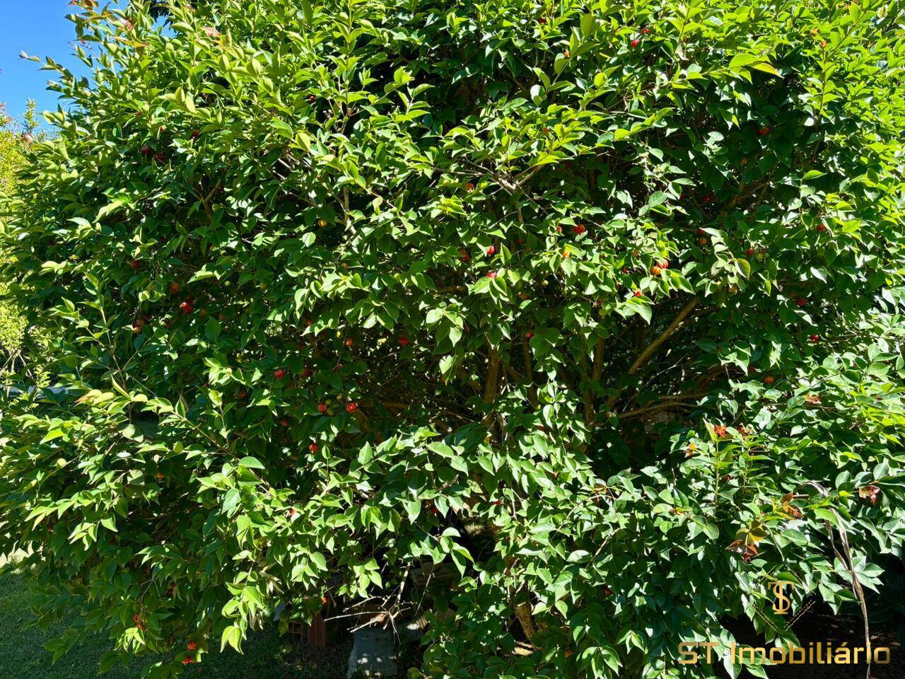 Chácara, 3 quartos, 1080 m² - Foto 16